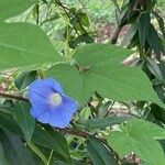 Ipomoea hederacea flower picture by Richard Padgett (cc-by-sa)