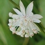 Astrantia major fruit picture by 22Ben Combes (cc-by-sa)