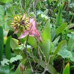 Aechmea nudicaulis flower picture by Renato Lima (cc-by-nc-sa)