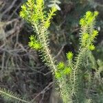 Erica vagans leaf picture by Manuel Cañizares (cc-by-sa)