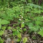 Pyrola minor flower picture by Evlashina Alena (cc-by-sa)