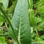 Knautia basaltica leaf picture by Benjamin ALLARD (cc-by-sa)