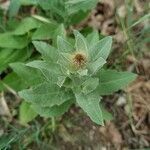 Centaurea pectinata flower picture by Patrick Nard (cc-by-sa)