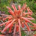 Aloe maculata flower picture by Ana Sanchez (cc-by-sa)