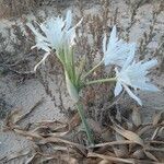 Pancratium maritimum habit picture by Monteiro Henrique (cc-by-sa)