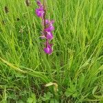 Anacamptis palustris habit picture by Tomaž Jančar (cc-by-sa)