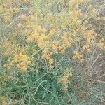 Ferula communis flower picture by Daoudi Belkacem (cc-by-sa)