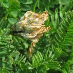 Astragalus danicus fruit picture by claire Felloni (cc-by-sa)