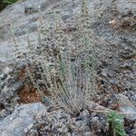 Micromeria graeca habit picture by Sylvain Piry (cc-by-sa)