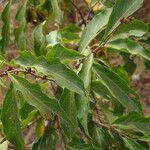 Combretum micranthum leaf picture by Maarten Vanhove (cc-by-sa)