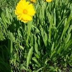 Coreopsis lanceolata habit picture by k sch (cc-by-sa)