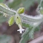 Salvia aegyptiaca flower picture by M. Hedayat (cc-by-sa)