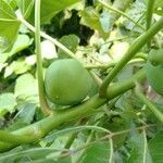 Jatropha curcas fruit picture by Noel Dionson (cc-by-sa)