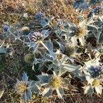 Eryngium maritimum leaf picture by Sande Luis (cc-by-sa)