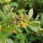 Rhododendron albiflorum habit picture by jimmysong (cc-by-sa)