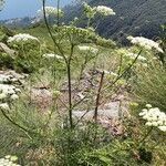 Ammi majus habit picture by Michael Visser (cc-by-sa)