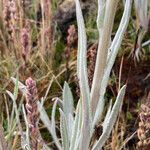 Senecio latiflorus leaf picture by Fabien Anthelme (cc-by-sa)