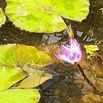 Nymphaea candida flower picture by Hannelore Stelter (cc-by-sa)