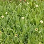 Allium victorialis habit picture by Kai Riess (cc-by-sa)