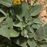 Verbascum arcturus leaf picture by Szabolcs Frater (cc-by-sa)