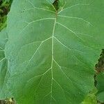 Arctium tomentosum leaf picture by Pekka Salokangas (cc-by-sa)