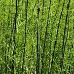 Equisetum fluviatile fruit picture by Lucia (cc-by-sa)