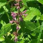 Stachys mexicana flower picture by Laurie Van Egeren (cc-by-sa)