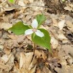 Trillium undulatum leaf picture by Nathali Ruel (cc-by-sa)