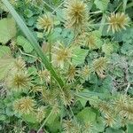 Cyperus strigosus fruit picture by Andrea Bonnett (cc-by-sa)