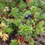 Empetrum nigrum habit picture by Yoan MARTIN (cc-by-sa)