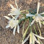 Pancratium sickenbergeri flower picture by Rina Jeger (cc-by-sa)