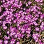 Drosanthemum floribundum flower picture by Mariano Aguilar (cc-by-sa)