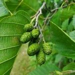 Alnus incana fruit picture by Lyndon Chan (cc-by-sa)