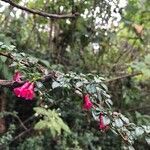 Fuchsia microphylla flower picture by Piet van Dorssen (cc-by-sa)