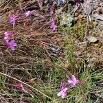 Lobelia holstii habit picture by susan brown (cc-by-sa)