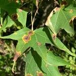 Acer cappadocicum leaf picture by Arch Stanton (cc-by-sa)