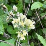 Baptisia bracteata flower picture by dockin donut (cc-by-sa)