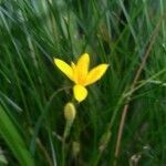 Hypoxis hirsuta flower picture by Trisha Blecich (cc-by-sa)