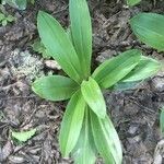 Gavilea lutea habit picture by Daniel Barthelemy (cc-by-nc)