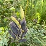 Baptisia australis fruit picture by Matt Armstrong (cc-by-sa)