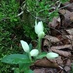 Cephalanthera damasonium flower picture by Olivier Rousseaux (cc-by-sa)