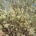 Arctostaphylos glauca habit picture by windsurf (cc-by-sa)