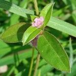 Gomphrena globosa leaf picture by salver mily (cc-by-sa)