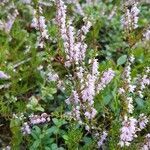 Calluna vulgaris flower picture by Harry Mau (cc-by-sa)