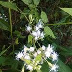 Chromolaena odorata flower picture by Flavy Saldanha (cc-by-sa)