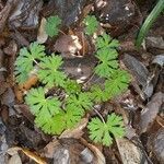 Geranium carolinianum leaf picture by Sue Hopkins (cc-by-sa)