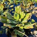 Pistia stratiotes leaf picture by William Wattles (cc-by-sa)