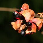 Rhynchosia erythrinoides fruit picture by Nelson Zamora Villalobos (cc-by-nc)