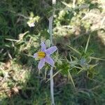 Solanum aculeastrum flower picture by Calum Macfarlane (cc-by-sa)