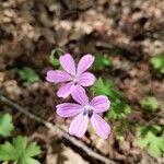 Geranium asphodeloides flower picture by Maria Taria (cc-by-sa)